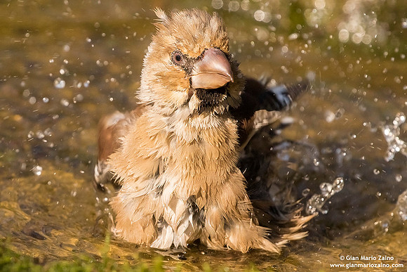 Frosone comune / Coccothraustes coccothraustes / Hawfinch / Gros-bec casse-noyaux