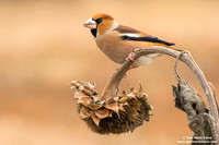 Frosone comune / Coccothraustes coccothraustes / Hawfinch / Gros-bec casse-noyaux