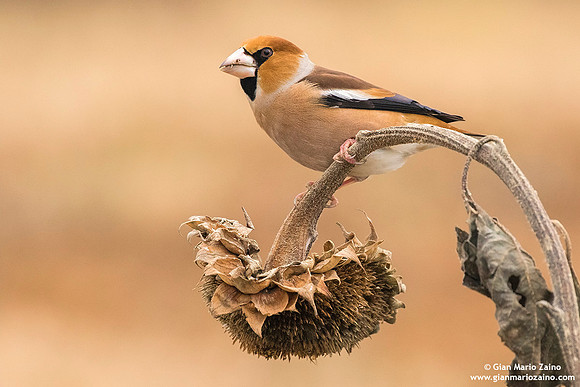 Frosone comune / Coccothraustes coccothraustes / Hawfinch / Gros-bec casse-noyaux