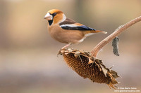 Frosone comune / Coccothraustes coccothraustes / Hawfinch / Gros-bec casse-noyaux