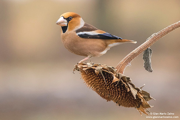Frosone comune / Coccothraustes coccothraustes / Hawfinch / Gros-bec casse-noyaux