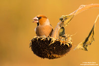 Frosone comune / Coccothraustes coccothraustes / Hawfinch / Gros-bec casse-noyaux