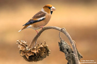 Frosone comune / Coccothraustes coccothraustes / Hawfinch / Gros-bec casse-noyaux