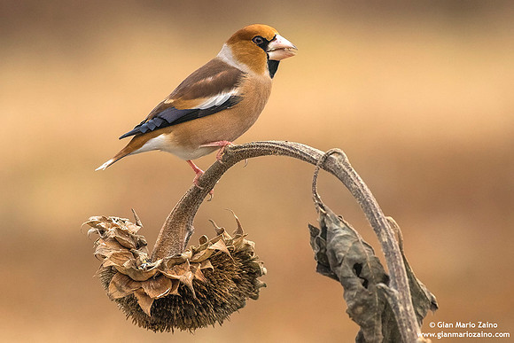 Frosone comune / Coccothraustes coccothraustes / Hawfinch / Gros-bec casse-noyaux