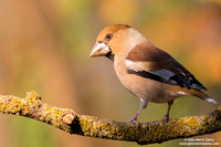 Frosone comune / Coccothraustes coccothraustes / Hawfinch / Gros-bec casse-noyaux