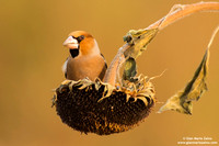 Frosone comune / Coccothraustes coccothraustes / Hawfinch / Gros-bec casse-noyaux