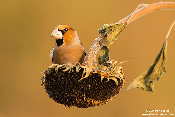 Frosone comune / Coccothraustes coccothraustes / Hawfinch / Gros-bec casse-noyaux