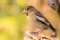 Frosone comune / Coccothraustes coccothraustes / Hawfinch / Gros-bec casse-noyaux