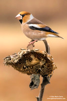 Frosone comune / Coccothraustes coccothraustes / Hawfinch / Gros-bec casse-noyaux