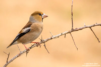 Frosone comune / Coccothraustes coccothraustes / Hawfinch / Gros-bec casse-noyaux