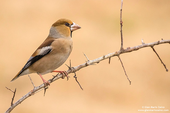Frosone comune / Coccothraustes coccothraustes / Hawfinch / Gros-bec casse-noyaux