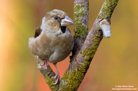 Frosone comune / Coccothraustes coccothraustes / Hawfinch / Gros-bec casse-noyaux