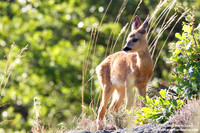 Capreolus capreolus / Capriolo / Roe deer / Chevreuil