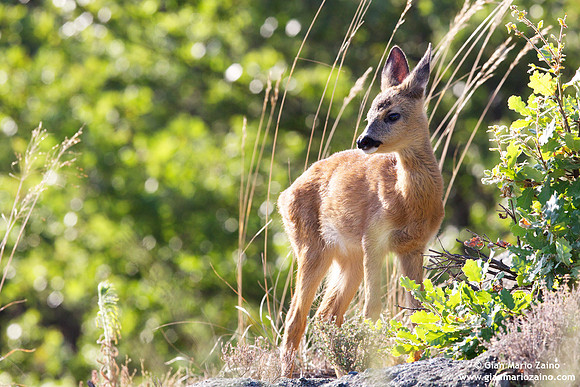 Capreolus capreolus / Capriolo / Roe deer / Chevreuil