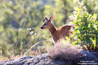 Capreolus capreolus / Capriolo / Roe deer / Chevreuil
