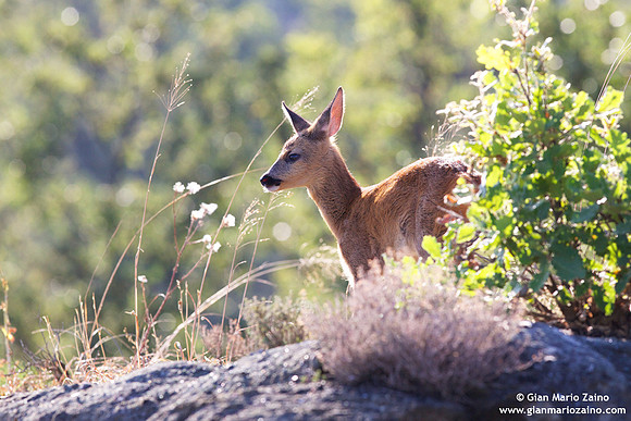 Capreolus capreolus / Capriolo / Roe deer / Chevreuil