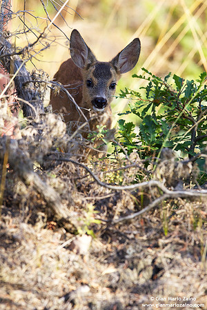 Capreolus capreolus / Capriolo / Roe deer / Chevreuil