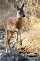 Capreolus capreolus / Capriolo / Roe deer / Chevreuil