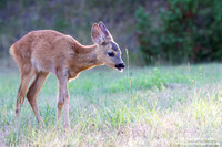 Capreolus capreolus / Capriolo / Roe deer / Chevreuil