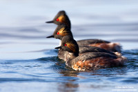 Podiceps nigricollis / Svasso piccolo / Black-necked grebe / Grèbe à cou noir