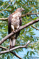 Pernis apivorus / Falco pecchiaiolo occidentale / European honey buzzard / Bondrée apivore