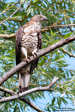 Pernis apivorus / Falco pecchiaiolo occidentale / European honey buzzard / Bondrée apivore