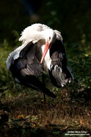 Ciconia ciconia / Cicogna bianca / White stork / Cigogne blanche