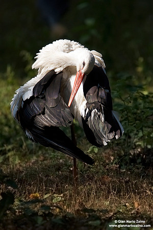 Ciconia ciconia / Cicogna bianca / White stork / Cigogne blanche