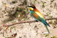 Merops apiaster / Gruccione / European Bee-eater / Guêpier d'Europe