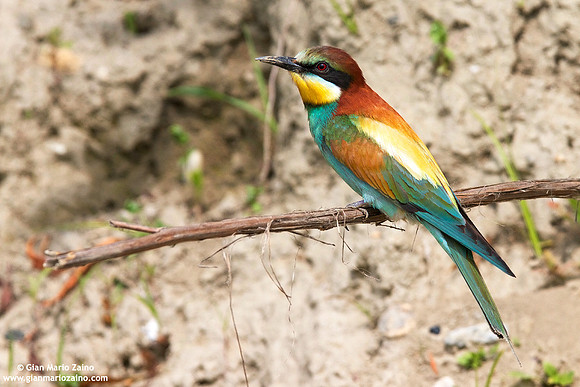 Merops apiaster / Gruccione / European Bee-eater / Guêpier d'Europe