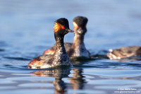 Podiceps nigricollis / Svasso piccolo / Black-necked grebe / Grèbe à cou noir