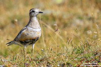 Charadrius morinellus / Piviere tortolino / Eurasian dotterel / Pluvier guignard