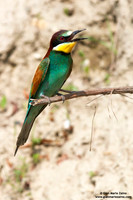 Merops apiaster / Gruccione / European Bee-eater / Guêpier d'Europe
