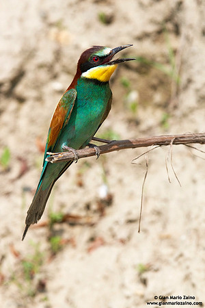 Merops apiaster / Gruccione / European Bee-eater / Guêpier d'Europe