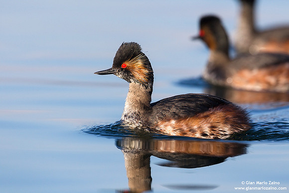 Podiceps nigricollis / Svasso piccolo / Black-necked grebe / Grèbe à cou noir
