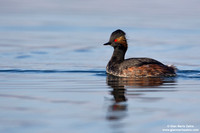 Podiceps nigricollis / Svasso piccolo / Black-necked grebe / Grèbe à cou noir