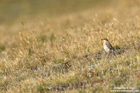 Oenanthe oenanthe / Culbianco / Northern wheatear / Traquet motteux