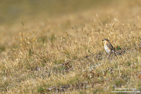Oenanthe oenanthe / Culbianco / Northern wheatear / Traquet motteux