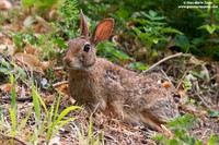 Oryctolagus cuniculus / Coniglio selvatico / Common rabbit / Lapin commun