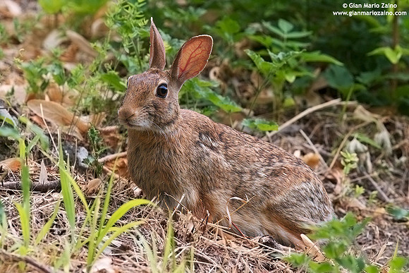 Oryctolagus cuniculus / Coniglio selvatico / Common rabbit / Lapin commun
