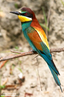 Merops apiaster / Gruccione / European Bee-eater / Guêpier d'Europe