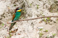Merops apiaster / Gruccione / European Bee-eater / Guêpier d'Europe