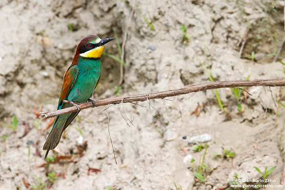 Merops apiaster / Gruccione / European Bee-eater / Guêpier d'Europe