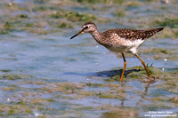 Tringa glareola / Piro piro boschereccio / Wood sandpiper / Chevalier sylvain