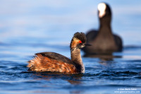 Podiceps nigricollis / Svasso piccolo / Black-necked grebe / Grèbe à cou noir