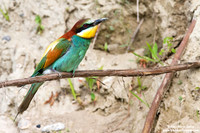 Merops apiaster / Gruccione / European Bee-eater / Guêpier d'Europe