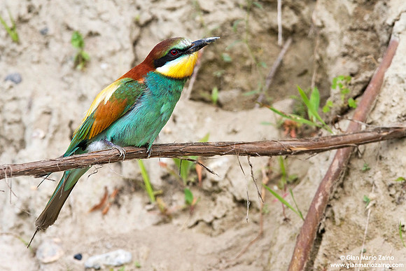Merops apiaster / Gruccione / European Bee-eater / Guêpier d'Europe