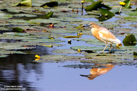 Ardeola ralloides / Sgarza ciuffetto / Squacco heron / Héron crabier