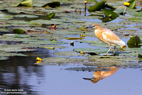 Ardeola ralloides / Sgarza ciuffetto / Squacco heron / Héron crabier
