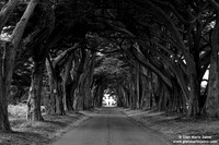 USA - Inverness - Point Reyes National Seashore (04/08/2015)